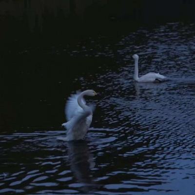 电商平台速效救心丸搜索同比增30倍